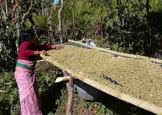 咖啡之王:牙买加宝蓝山咖啡 顶级蓝山咖啡年产量多少