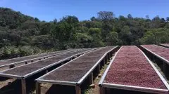 埃塞俄比亚利姆咖啡产区 利姆格拉水洗咖啡手冲口感 咖啡豆含水率