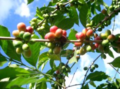 巴拿马瑰夏咖啡豆90+展望红宝石N2咖啡风味口感特点描述处理方式