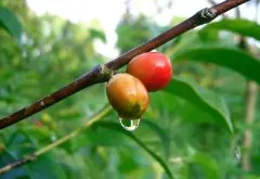海南福山咖啡种植故事条件 海南福山咖啡独特的风味口感描述介绍