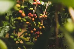 乌干达Rwenzori咖啡产区自然处理咖啡豆风味特点制作过程杯测描述