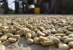 瓜地马拉薇薇特南果咖啡产区 利波塔德La Libertad咖啡豆风味描述