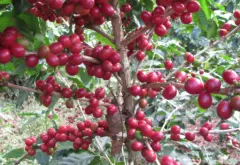 巴西精品咖啡蒙多诺暴晒式种植法介绍 咖啡王国咖啡种植气候条件