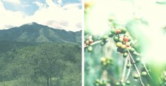 哥伦比亚cerro azul庄园介绍 Enano侏儒艺伎品种咖啡豆风味描述