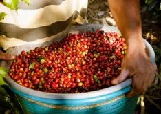埃塞俄比亚Layo Teraga咖啡介绍 水洗Layo Teraga咖啡豆风味描述