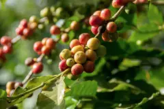 拉斯拉哈斯庄园产什么咖啡年产量多少 浅烘焙红蜜处理咖啡风味