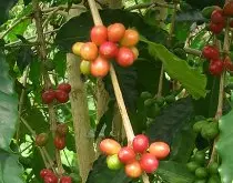 云南保山芒宽咖啡种植条件 芒宽咖啡豆风味口感描述味道怎么样