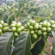 玻利维亚梅尔加庄园咖啡故事 水洗咖啡豆品种味道描述烘焙程度