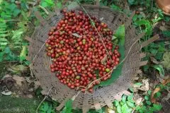 哥伦比亚拉乔雷拉庄园脱因咖啡 水洗卡图拉咖啡豆杯测风味描述