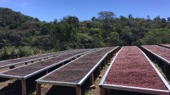 萨尔瓦多种植咖啡的社会经济条件萨尔瓦多咖啡种植故事品种生产量