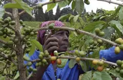 卢安达Gitesi农场介绍 卢安达最佳的咖啡卡洛基水洗咖啡味道