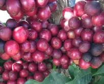亚洲咖啡豆有名产地介绍 咖啡亚洲产区特色咖啡豆是什么风味
