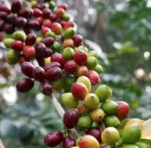 印尼龙贝丽Long Berry Coffee四次手选特级咖啡售价风味口感如何