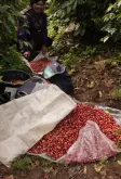 巴拿马斑比朵庄园咖啡价格 巴鲁火山咖啡豆品种Caturra口感怎样