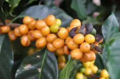 巴西Aramosa品种咖啡豆怎么样 Aramosa咖啡处理法风味口感特征