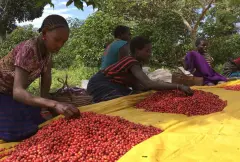 巴布亚新几内亚种植园咖啡介绍 瓦基山谷Wahgi valley咖啡品种