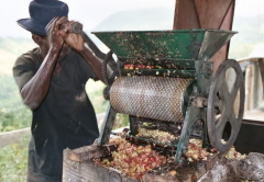 埃塞俄比亚Knots family处理厂咖啡豆处理方式 咖啡生豆含水量