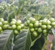 尼加拉瓜圣何塞农场咖啡介绍 天然黄帕卡马拉咖啡豆风味拔罐笔记