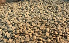衣索比亚达摩凤蝶杯测分数 阿诺雷莎Aroresa水洗处理咖啡风味