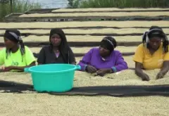卢旺达Rutsiro产区凯基欧咖啡豆介绍 咖啡生豆处理法咖啡香气怎样