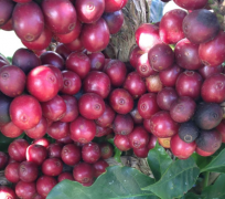 夏威夷咖啡怎么采收去果皮方法介绍 咖啡采收法效率最快是哪种