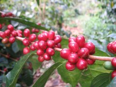 巴布亚新几内亚猫头鹰咖啡介绍 东部高地Okapa产区咖啡豆风味