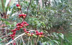 哥伦比亚薇菈地区康朵圣奥古斯汀咖啡豆处理法 咖啡年产量多少
