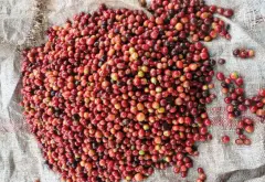 哥斯大黎加珍珠帕洛玛庄园咖啡处理法风味 咖啡金黄蜜处理特点