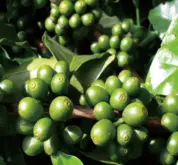 新几内亚Hagen产区班带蝶 AA 水洗处理法咖啡豆特点风味描述