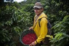 墨西哥恰帕斯有机湿处理咖啡 恰帕斯单一咖啡豆风味描述咖啡特点
