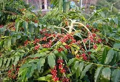 赞比亚lupili农场咖啡特点怎么样 AA级咖啡豆烘焙程度风味口感