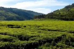 卢旺达木哈子湖AGA咖啡豆烘焙程度 木哈子湖AGA咖啡风味描述价格