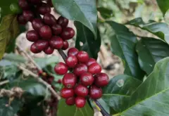 非洲咖啡豆奢华优质混合咖啡 Luxe混合咖啡豆怎么样味道香气描述