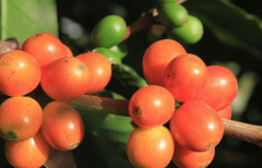 印尼苏门答腊咖啡产区 亚齐省红蜜处理15目+咖啡干燥期风味描述