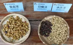 最高分咖啡庄园推荐 嘉义梅山龙眼村咖啡种植条件咖啡豆处理法