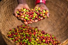 肯尼亚咖啡产区祈安果处理厂介绍 水洗咖啡豆品种风味描述价格