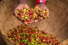 肯尼亚咖啡产区祈安果处理厂介绍 水洗咖啡豆品种风味描述价格