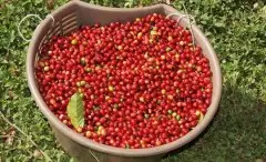 苏门答腊迦佑产区咖啡豆风味特点烘焙程度 咖啡豆阶段味道描述