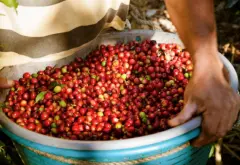哥斯大黎加布兰卡里瓦斯人处理场宝藏庄园咖啡豆处理法咖啡风味