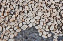 古巴咖啡文化历史介绍 古巴咖啡豆禁止出口吗 图基诺咖啡豆产量