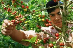山海观咖啡故事介绍 台湾古坑咖啡怎样 古坑华山适合种植咖啡吗