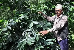 印尼宁静湖庄园咖啡豆种植条件 印尼咖啡豆处理方法的优点是什么