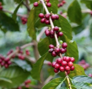 谷泉咖啡庄园故事介绍 谷泉咖啡种植过程与心得体会分享