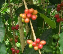 肯尼亚咖啡Kiamaina处理厂 水洗SL28和SL34 AA咖啡等级含水量多少
