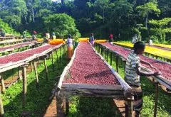 巴西咖啡处理法脱浆法过程介绍 天然咖啡脱浆法优缺点是什么
