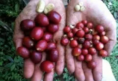 maragogype咖啡豆品种由来特点 尼加拉瓜Maragogype咖啡风味描述