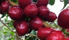 马拉卡杜拉maracaturra咖啡品种介绍尼加拉瓜maracaturra咖啡风味