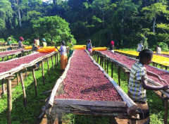 衣索比亚寇克合作社薛洛小农咖啡产量 单一微批次量处理咖啡介绍