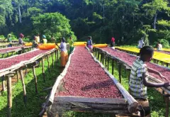 衣索比亚寇克合作社薛洛小农咖啡产量 单一微批次量处理咖啡介绍