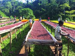 萨尔瓦多咖啡产区圣安娜火山庄园 种植咖啡品种风味描述特点